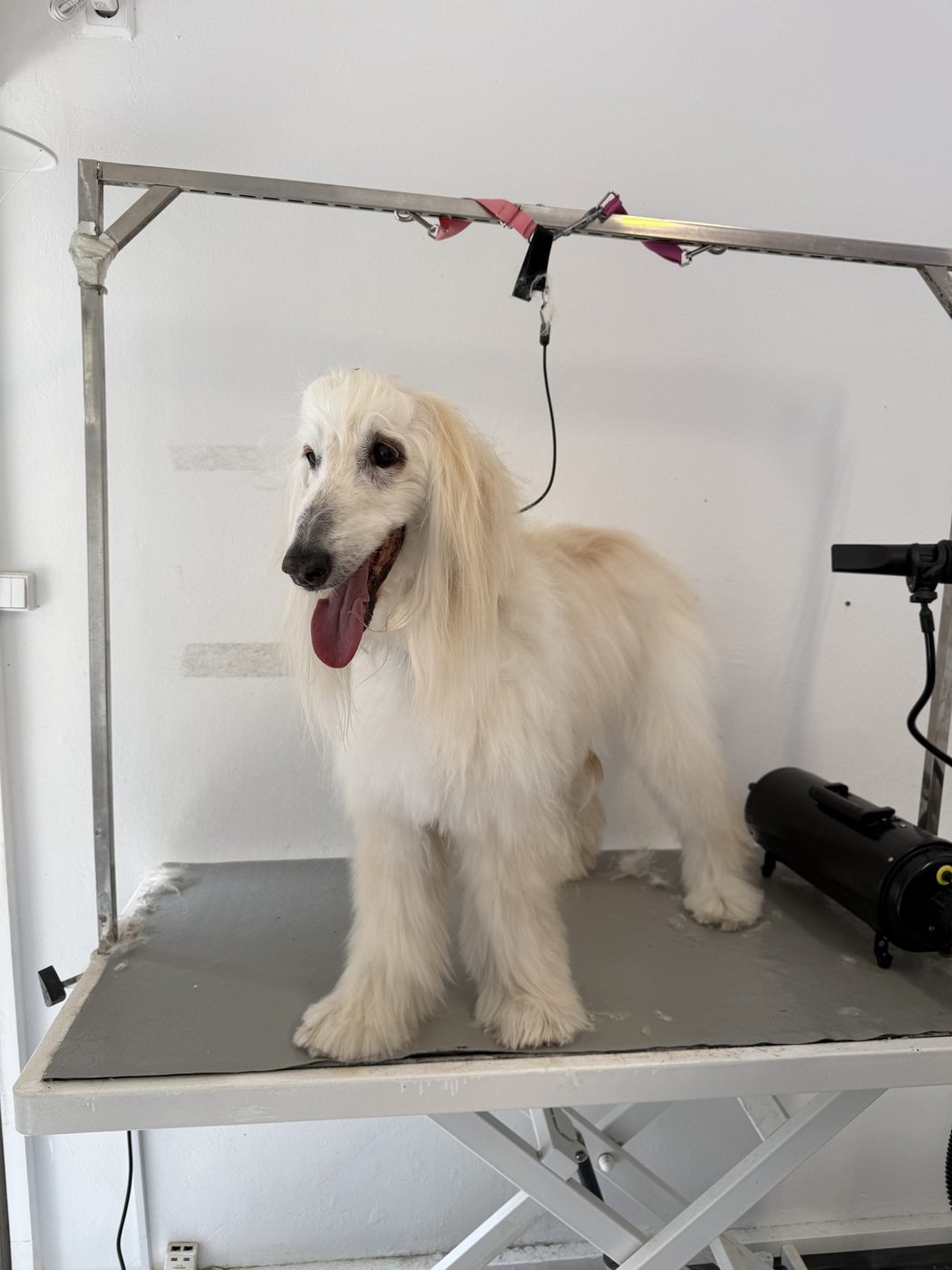 Afghan Hound