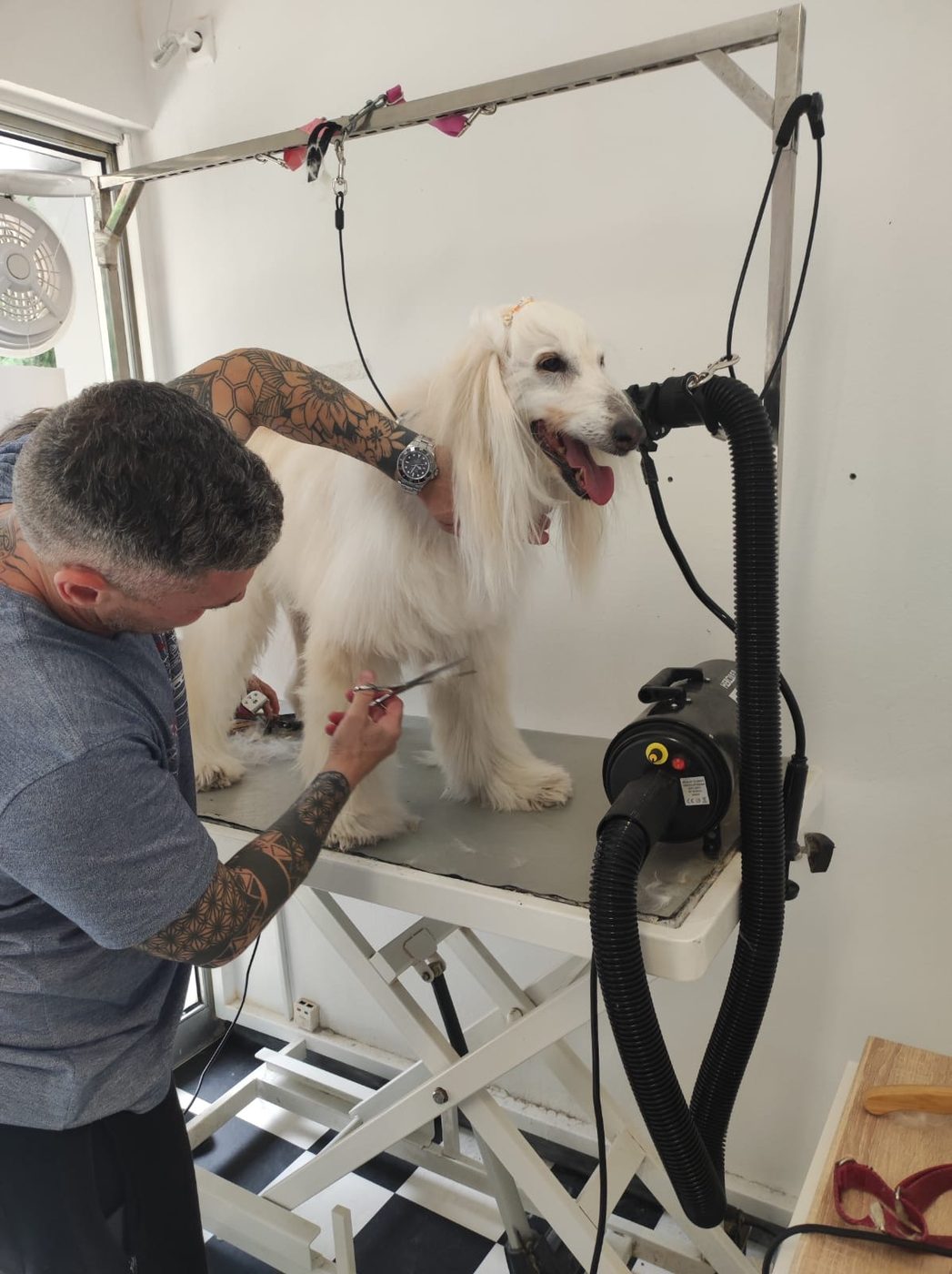 Afghan Hound grooming