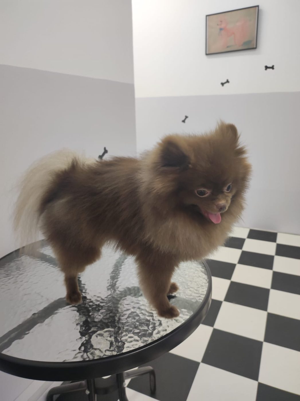 Pomeranian grooming