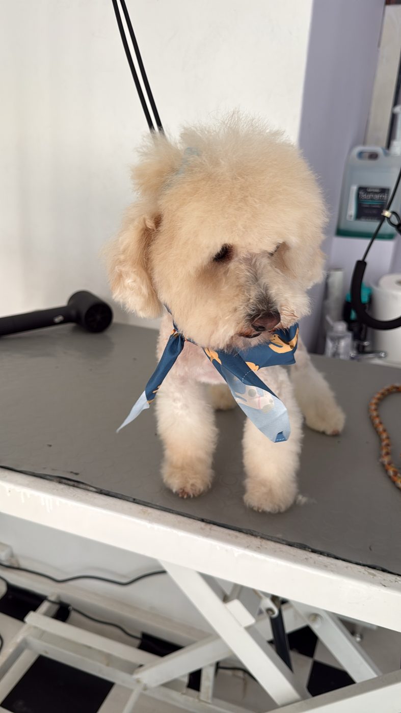 Poodle grooming